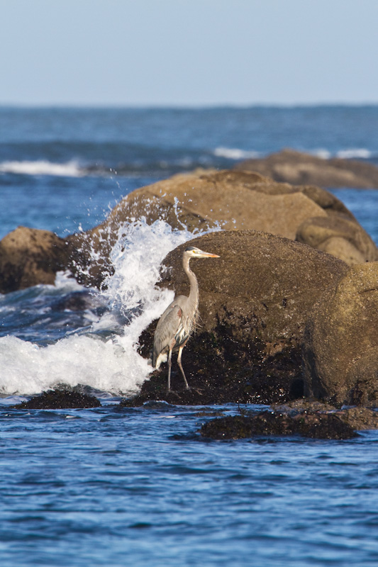 Great Blue Heron